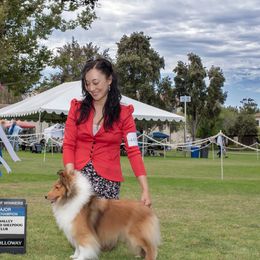 CH Aratone I'm Wicket Good - Shetland Sheepdog