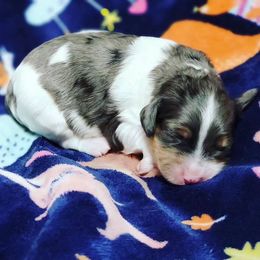 Cavapoo Puppies from Southwest Cavapoos