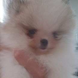 River - Blue Sable Parti Male - 4,000 dollars - Blue sable male Pomeranian puppy in Amelia, Ohio from Boujee Puff Poms
