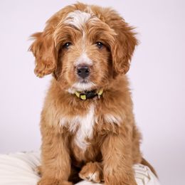Woodstock - Red Bernedoodle puppy in Saratoga Springs, Utah from Saratoga Springs Doodles