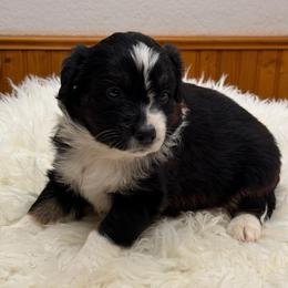 Pepper - Black & white female Australian Shepherd puppy in Harrah, Oklahoma from Kamm's Aussies