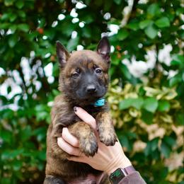 Denim - Gold brindle male Dutch Shepherd puppy in Auburn, Georgia from Faberge Hollandse Herdershond