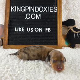 Eugene PRA Clear  4200 - Dapple male Dachshund puppy in Dade City, Florida from Kingpindoxies