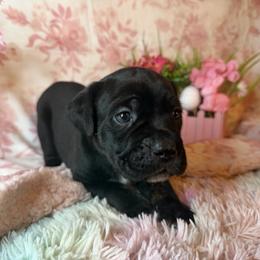 Light blue - Black brindle male Cane Corso puppy in Opelousas, Louisiana from Azelees Cane Corso