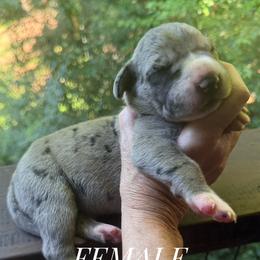 Silver Merle Mantle - Silver female Great Dane puppy in Greenville, South Carolina from Allen’s Ridge Ranch