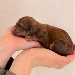 Lucky - Phantom female Poodle puppy in Hartwell, Georgia from Lake Hartwell Standard Poodles