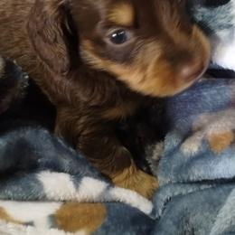 Mickey - Chocolate and tan male Dachshund puppy in Newcomerstown, Ohio from Rose's Dachshunds