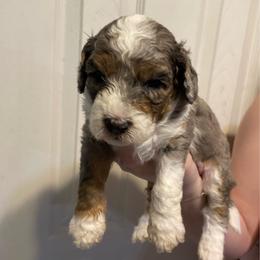 Bruno - Blue merle male Aussiedoodle puppy in Columbia, Kentucky from Burton's Precious Doodles