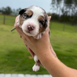 Ms. Teal - Blue merle female Australian Shepherd puppy in Jacksonville, Florida from Autumn's Aussies