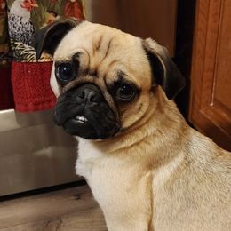 BLANCHE - Pug