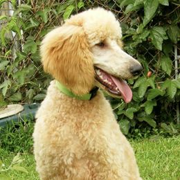 Poodles from Kona Standard Poodles