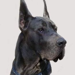 Great Danes from Coleridge Blue Great Danes