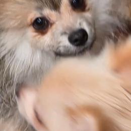 Tommy - Cream sable male Pomeranian puppy in El Centro, California from BabyBooPoms