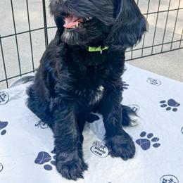 Goldendoodle Puppies from Lundee Doodles