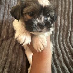 Lime collar - Black and white male Shorkie puppy in Staten Island, New York from Sensational Shorkies