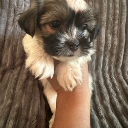Lime collar - Black and white male Shorkie puppy in Staten Island, New York from Sensational Shorkies
