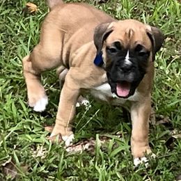 Boxer Puppies from North Georgia Boxers