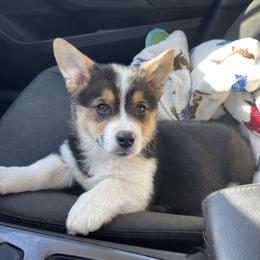 Pembroke Welsh Corgi Puppies from Gotta Chase Em All Corgis