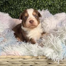 Bonnet - Red tri-color female Australian Shepherd puppy in Placerville, California from BFF Aussies