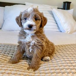 Brown collar boy - Red  male Goldendoodle puppy in Newcastle, Oklahoma from Ritzy Creek Doodles