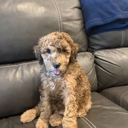 Goldendoodle and Poodle Puppies from Gentle Paw Goldendoodles