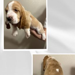 Grey - Lemon and white Basset Hound puppy in Baytown, Texas from Mariah's Basset Hounds
