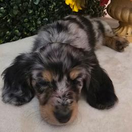Celeste - Dapple female Dachshund puppy in Centerville, Georgia from Mel's LowRider Ranch