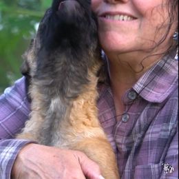 Ruby - Red sable female Belgian Laekenois puppy in Ball Ground, Georgia from COSWALD  BELGIAN  LAEKENOIS