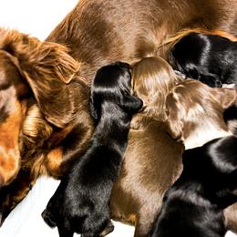 Dachshunds from Lucky B Dachshund