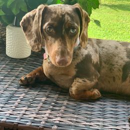 Heartleigh - Dachshund