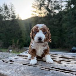 Arya - Red  female Goldendoodle puppy in Roseburg, Oregon from Dbos Furry Friends