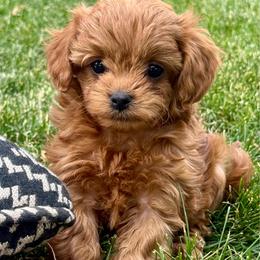 Chase - Red male Cavapoo puppy in Mona, Utah from Small Town Cavaliers