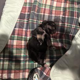 Big Giant - Black male Miniature Schnauzer puppy in New Bern, North Carolina from DJS Delightful Miniature Schnauzers