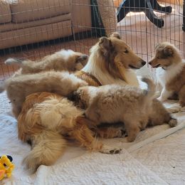 Collie Puppies from Riverrun Collies