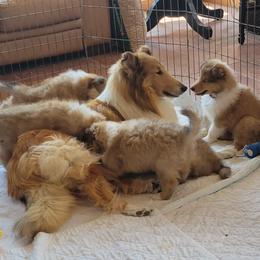 Collie Puppies from Riverrun Collies