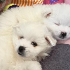 American Eskimo Dogs from Highland American Eskimo Dogs