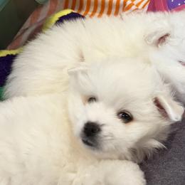 American Eskimo Dogs from Highland American Eskimo Dogs
