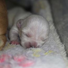 Snowflake - Cream female Chihuahua puppy in Jacksonville, Florida from Precious Paws of Florida - Chihuahuas