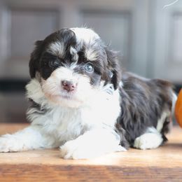 Miles - Brown and white male Aussiedoodle puppy in Hamilton, Montana from North Lake Aussies