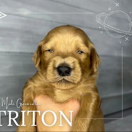 Goldendoodle Puppies from Goldie's Doodles