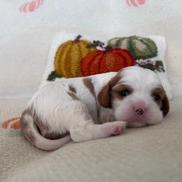 Daisy - Blenheim female Cavalier King Charles Spaniel puppy in Gallatin, Tennessee from Kids and Canines
