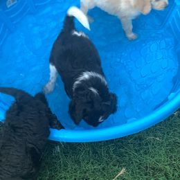 Goldendoodle Puppies from Shades of Grace Doodles in Texas