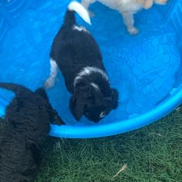 Goldendoodle Puppies from Shades of Grace Doodles in Texas