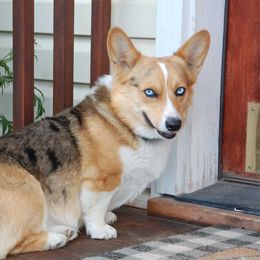 Indy - Pembroke Welsh Corgi