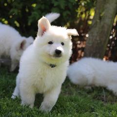 Berger Blanc Suisses from Starfyre Berger Blanc Suisse