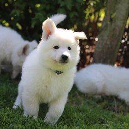 Berger Blanc Suisses from Starfyre Berger Blanc Suisse