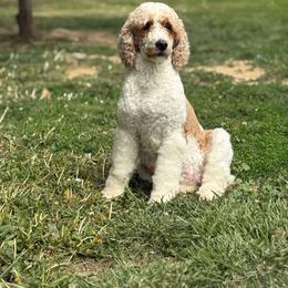 Tinker - Poodle