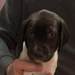 Boy 1 - Liver and white male German Shorthaired Pointer puppy in Topeka, Kansas from Autumn Prairie Kennel