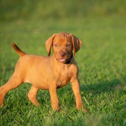 German Shorthaired Pointer and Vizsla Puppies from Nosam Kennels