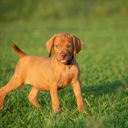 German Shorthaired Pointer and Vizsla Puppies from Nosam Kennels